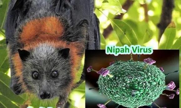 Virus Nipah nguy hiểm gấp 75 lần so với virus corona
